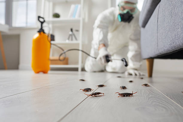 Post-Treatment Bed Bug Interceptor Monitoring in Rock Hill